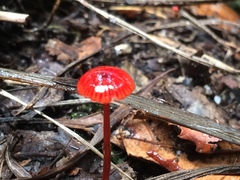 Cruentomycena