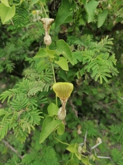 Aristolochia argentina