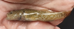 Gobiomorphus breviceps