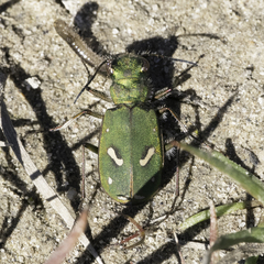 Cicindela ohlone
