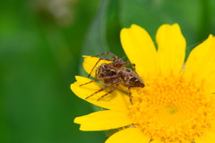 Oxyopes heterophthalmus