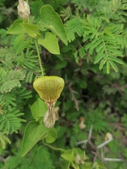 Aristolochia argentina
