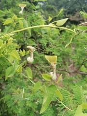 Aristolochia argentina