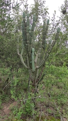 Cereus forbesii