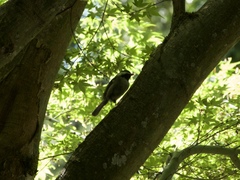 Poecile atricapillus