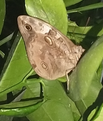 Opsiphanes invirae