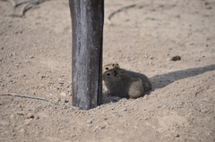 Microcavia australis