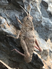 Ocneropsis bethlehemita