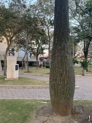 Pseudobombax septenatum