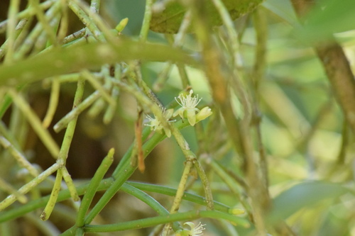 Image of Rhipsalis teres by (c) Cajá-manga, some rights reserved (CC BY)