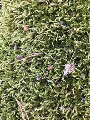 Brachythecium laetum