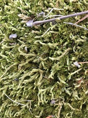 Brachythecium laetum