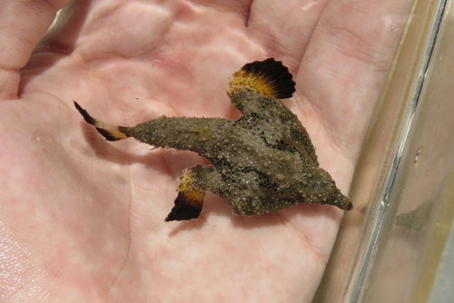 Polka-dot batfish (Ogcocephalus cubifrons) — Ogcocephalidae — 2