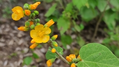 Wissadula densiflora