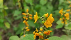 Wissadula densiflora