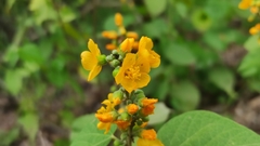 Wissadula densiflora