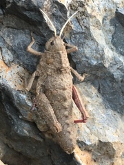 Ocneropsis bethlehemita