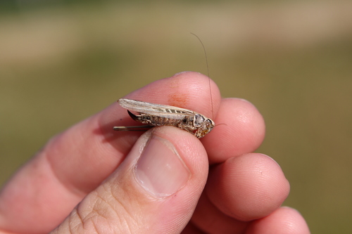 Brown-spotted Bush-cricket