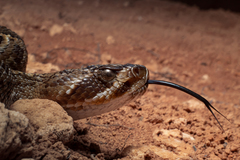 Crotalus molossus oaxacus