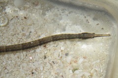Syngnathus louisianae