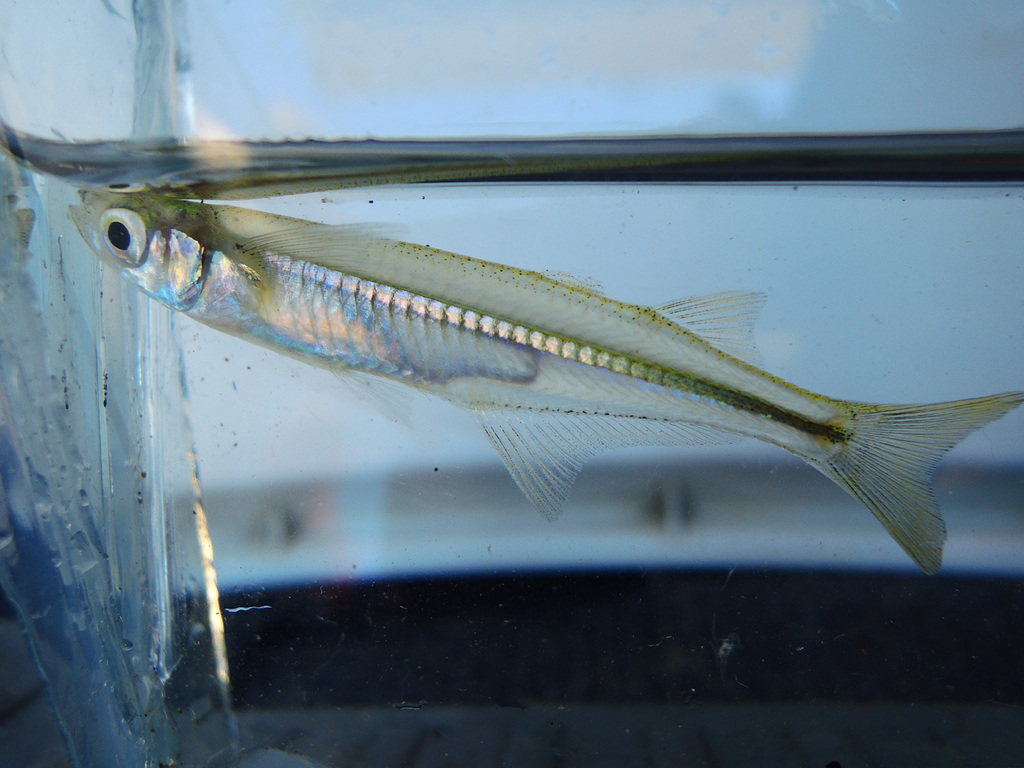 Alvarez silverside (Atherinella alvarezi) — Atherinopsidae