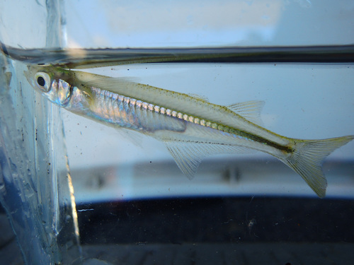 Alvarez koornaarvis (Atherinella alvarezi) — Atherinopsidae