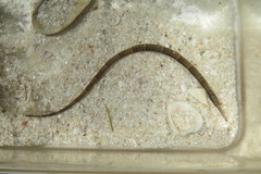 Syngnathus louisianae