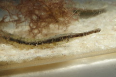 Syngnathus louisianae