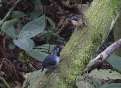 Myrmoborus myotherinus