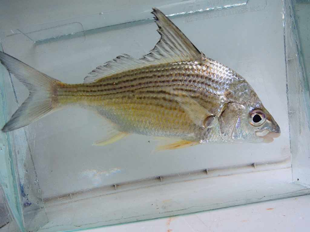 Lacandon mojarra (Eugerres mexicanus) — Gerreidae