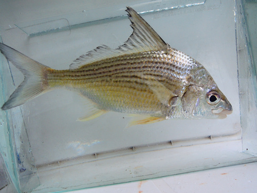 Lacandon mojarra (Eugerres mexicanus) — Gerreidae