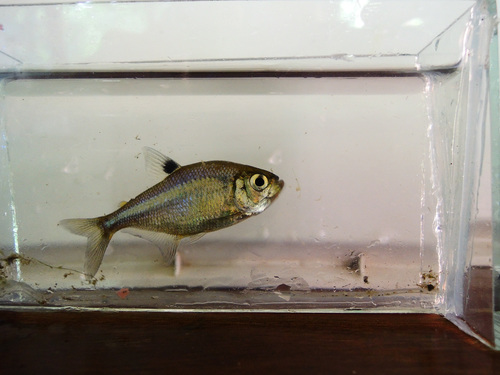 Maya-tetra (Hyphessobrycon compressus) — Characidae