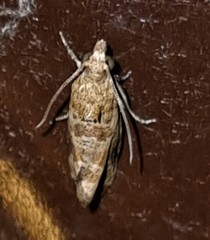 Lobesia xylistis