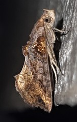 Plusiodonta arctipennis