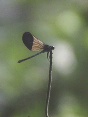 Polythoridae