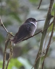 Phlogophilus hemileucurus