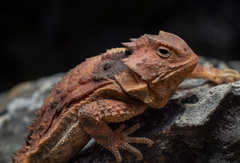 Phrynosoma braconnieri