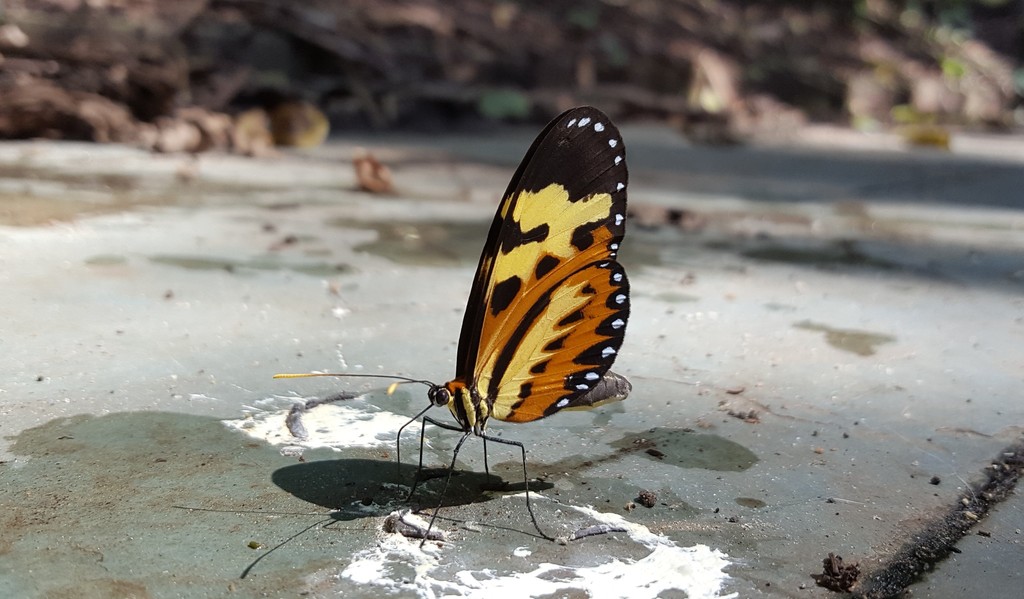 Disturbed Tigerwing