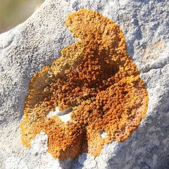 Variospora aurantia