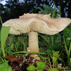 Chlorophyllum nothorhacodes