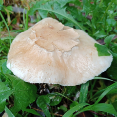 Chlorophyllum nothorhacodes