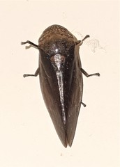 Amarusa australis
