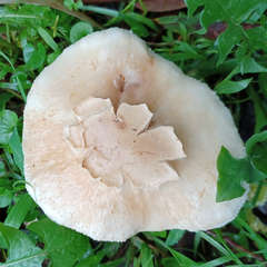 Chlorophyllum nothorhacodes