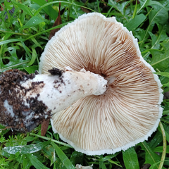 Chlorophyllum nothorhacodes