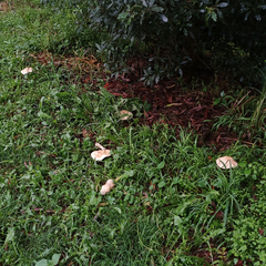 Chlorophyllum nothorhacodes