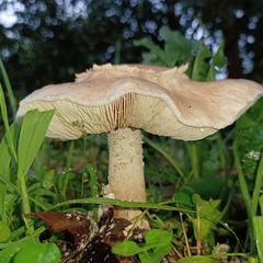 Chlorophyllum nothorhacodes