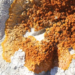 Variospora aurantia