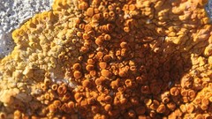 Variospora aurantia