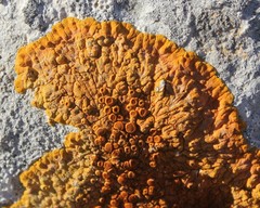 Variospora aurantia