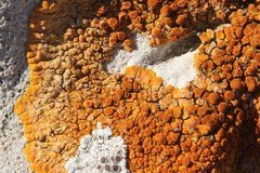 Variospora aurantia